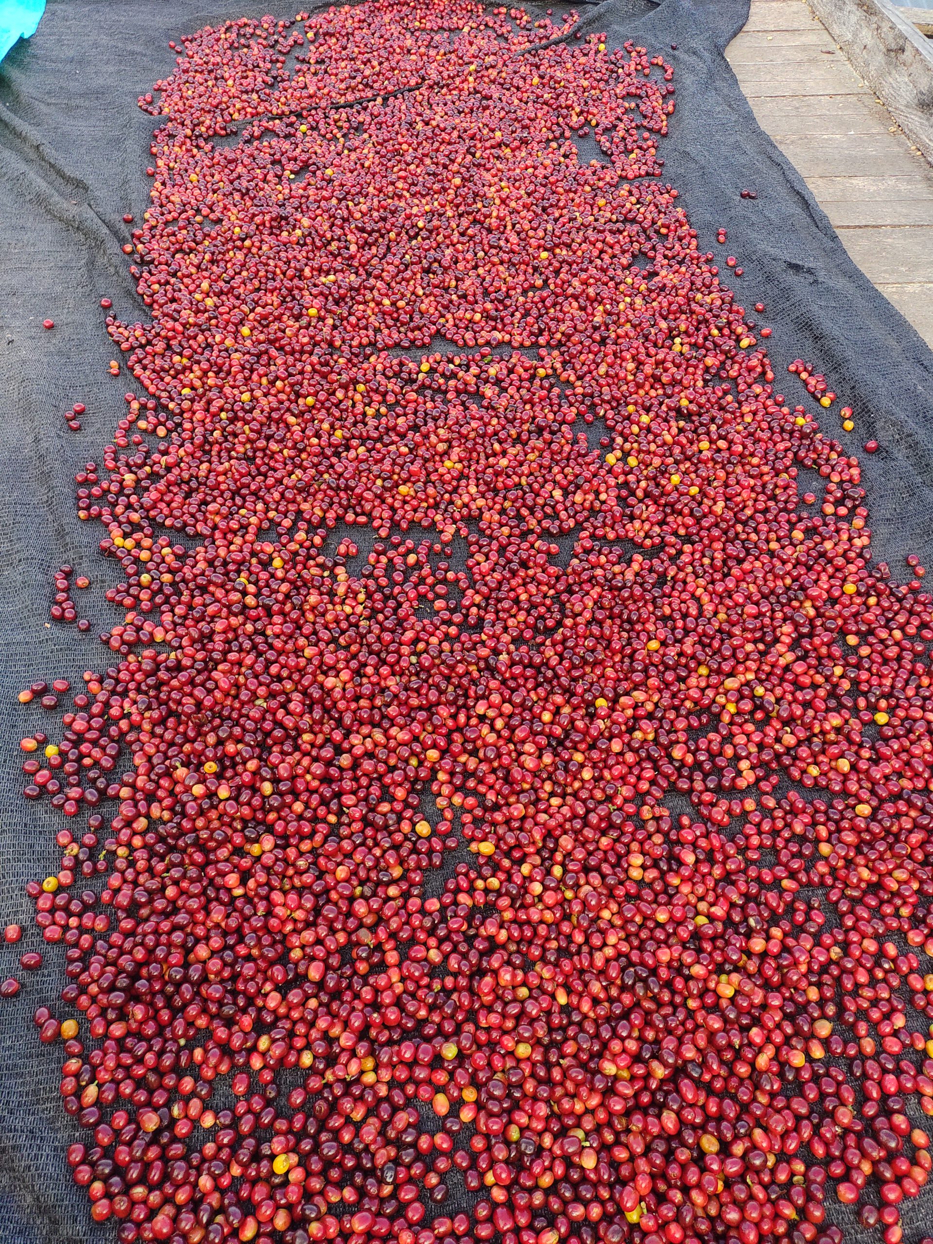 Cafe beans